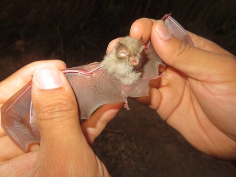 یک گونه جدید خفاش برای نخستین بار در خوزستان شناسایی شد