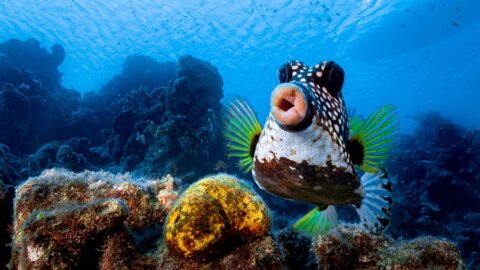 Funny Animal Photo Contest 2021