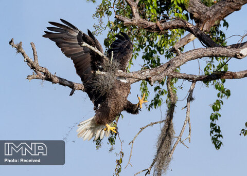 عجب عقاب سرسفید باشکوه و برازنده ‌ای
عکاس David Eppley
جنوب غربی فلوریدا