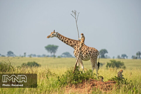 میمونه زرافه ران
عکاس Dirk-Jan Steehouwer
اوگاندا