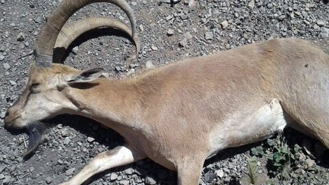 بیماری طاعون نشخوارکنندگان کوچک در چالوس مهار شد