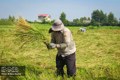 Harvesting rice on Northern Iran's paddy fields