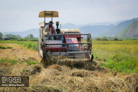Harvesting rice on Northern Iran's paddy fields