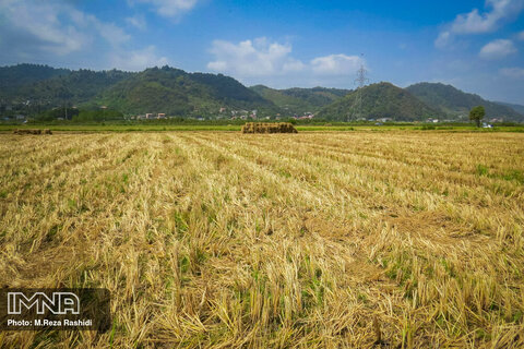 برداشت برنج در گیلان