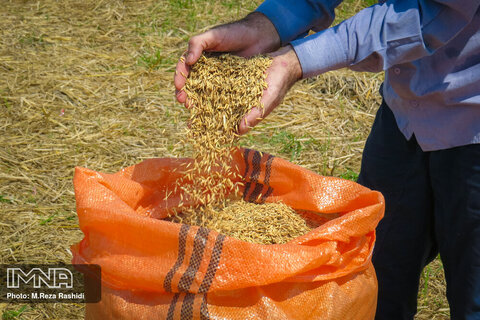 چرایی صادرات برنج ایرانی/اقدامی به ضرر تولیدکننده و مصرف‌کننده