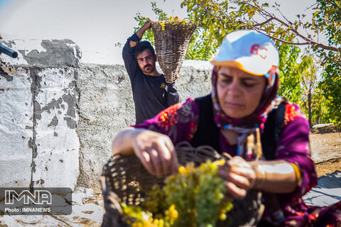 تولید کشمش طلایی در کردستان به روش بولاو