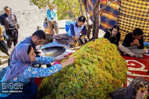 تولید کشمش طلایی در کردستان به روش بولاو