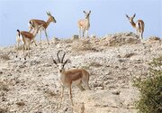 ارتقای دانش و مهارت محیط‌بانان از اهداف سرشماری زمستانه مناطق حفاظت شده است