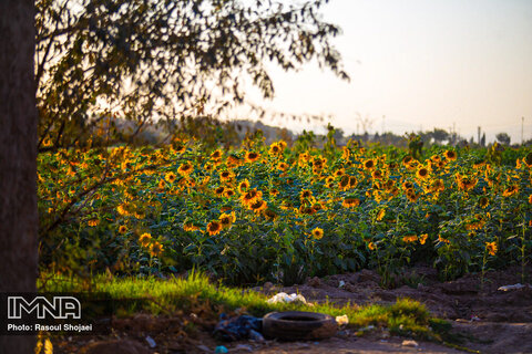 مزرعه آفتابگردان