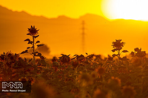 مزرعه آفتابگردان