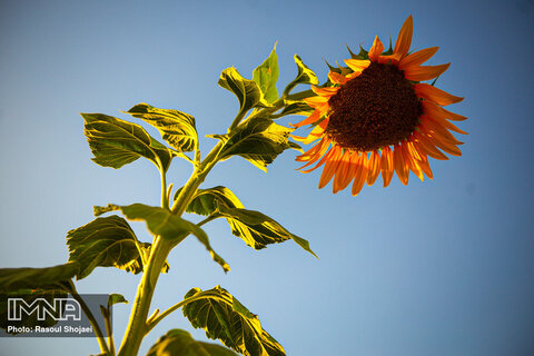 Sunflowers dancing with golden rays of sun
