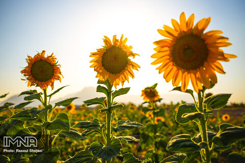 Sunflowers dancing with golden rays of sun
