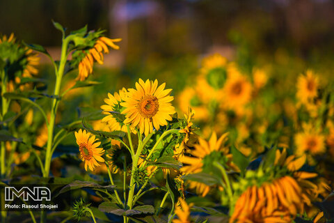 Sunflowers dancing with golden rays of sun
