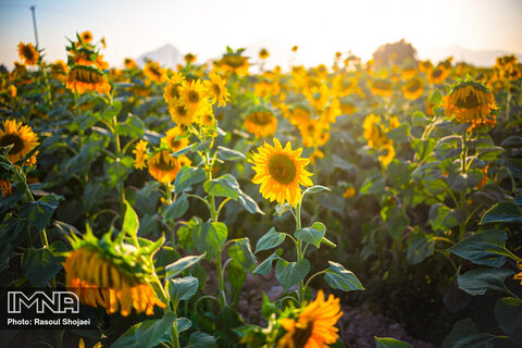 Sunflowers dancing with golden rays of sun
