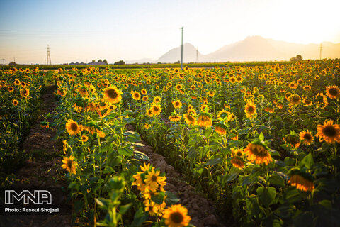 Sunflowers dancing with golden rays of sun
