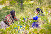 برداشت انگور سیاه در روستای نی مریوان