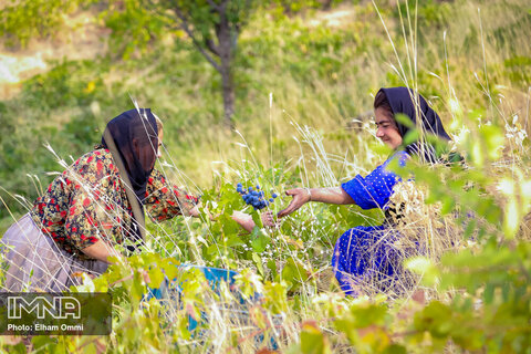برداشت انگور سیاه در روستای نی مریوان