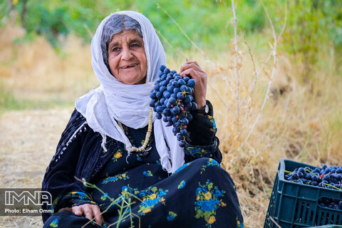 برداشت انگور سیاه در روستای نی مریوان