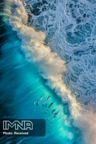 برگزیدگان مسابقه عکاسی اقیانوس ۲۰۲۱