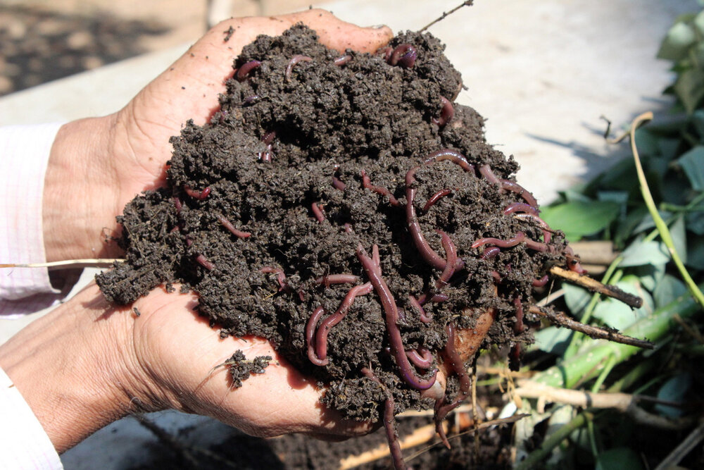 Vermicompost production innovative strategy by Isfahan's waste management organization