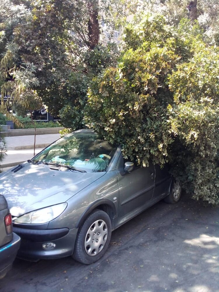 سقوط درخت بر روی خودرو حادثه آفرید+ عکس 
