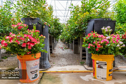  ۹۰ درصد گل های فضای سبز در خزانه شهرداری تولید می شود