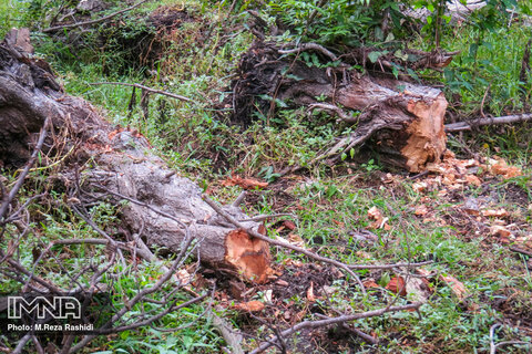 قطع درختان توسکا تالاب استیل آستارا
