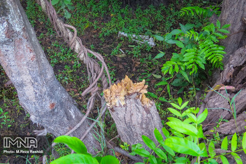 قطع درختان توسکا تالاب استیل آستارا