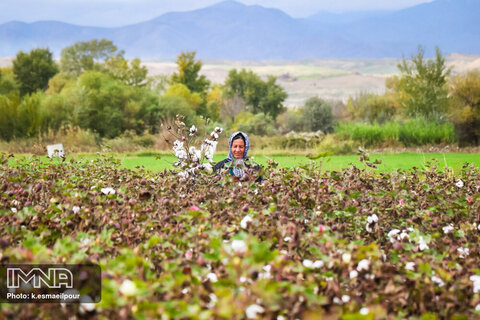 From field to factory; harvesting cotton in Iran