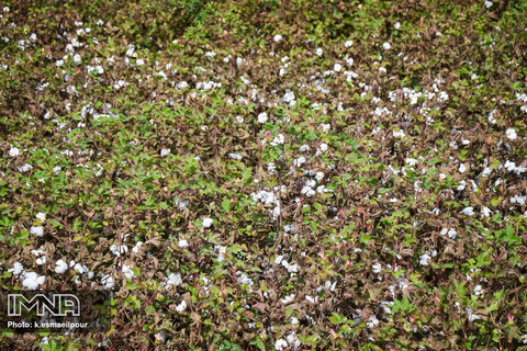 From field to factory; harvesting cotton in Iran