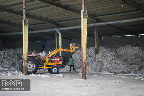 From field to factory; harvesting cotton in Iran
