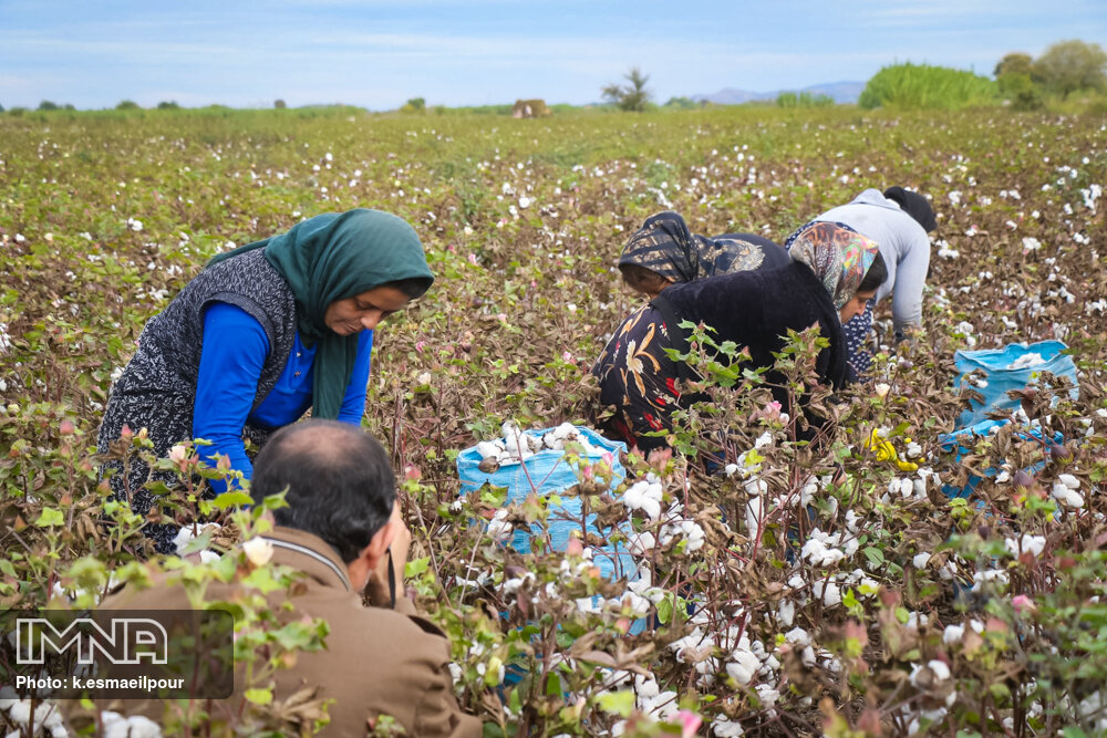 Iran's Ministry of Agriculture's Cotton Project Aims for Self-Sufficiency in Cotton Production