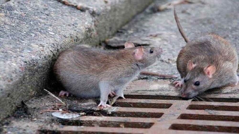 کاهش کانون حضور موش‌ها در مشهد