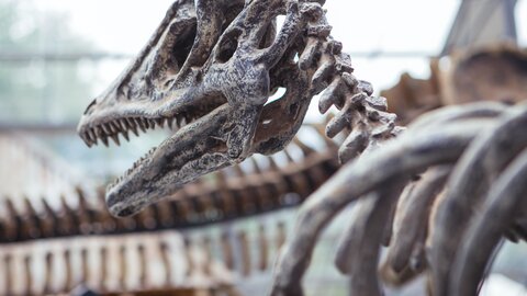 اجداد دایناسورها چه جانوری بود؟