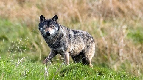 تأثیر جادویی حضور گرگ‌ها و سگ‌های آبی برای اکوسیستم