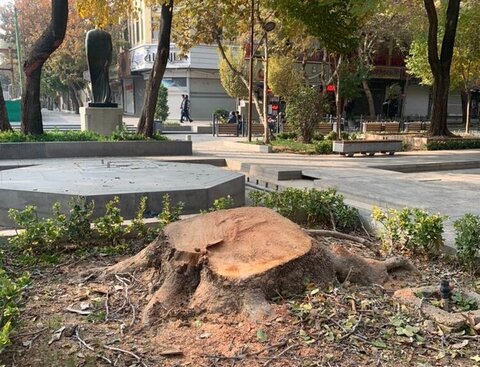 احضار مسئولان محلی در پی قطع درخت کهنسال در دلفارد جیرفت