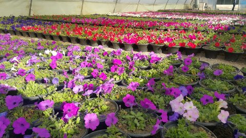 تولید گل و گیاه در شهرداری اصفهان جان می‌گیرد
