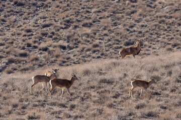 موته نگین بکر طبیعت مرکزی ایران و مأمن آهوی ایرانی