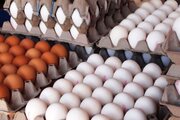 بحران کمبود تخم‌مرغ در مشهد مدیریت شد