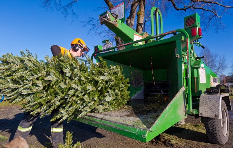 بازیافت درختان کریسمس برای تولید برق در بیرمنگام