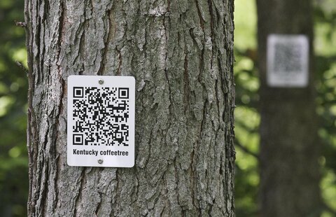 درختان مرده روتردام با "کیو آر کد" شناسایی می‌شوند