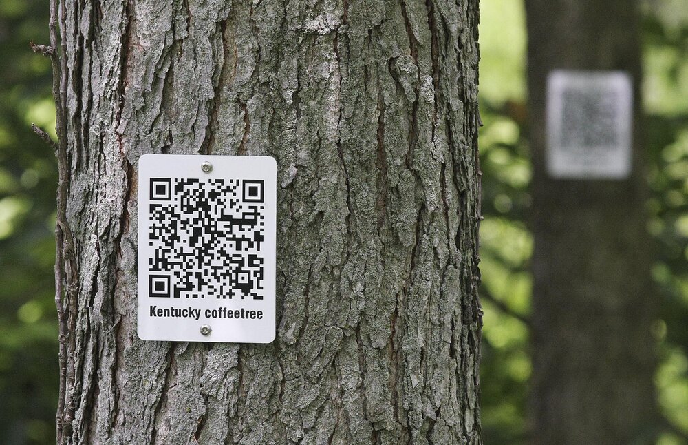 درختان مرده روتردام با "کیو آر کد" شناسایی می‌شود