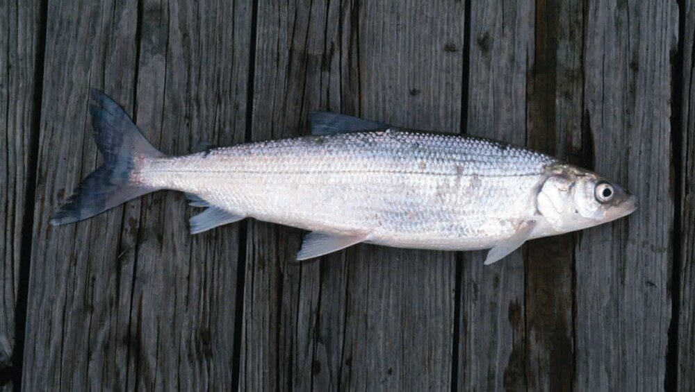 خواص ماهی سفید + انواع، مضرات و فواید ماهی