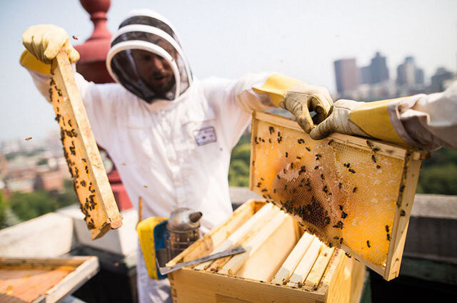لزوم بهبود طراحی شهری برای حفظ تنوع زیستی زنبورها