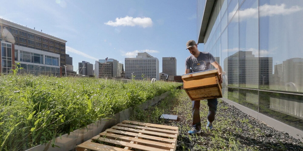 لزوم بهبود طراحی شهری برای حفظ تنوع زیستی زنبورها