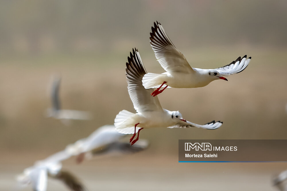 ۴۵۰ سایت کشور از ۵ درصد جمعیت پرندگان مهاجر در ایران میزبانی می‌کند