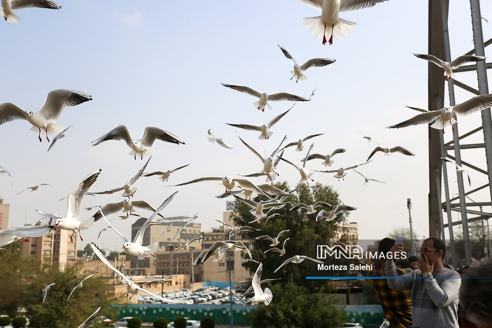 ۴۵۰ سایت کشور از ۵ درصد جمعیت پرندگان مهاجر در ایران میزبانی می‌کند
