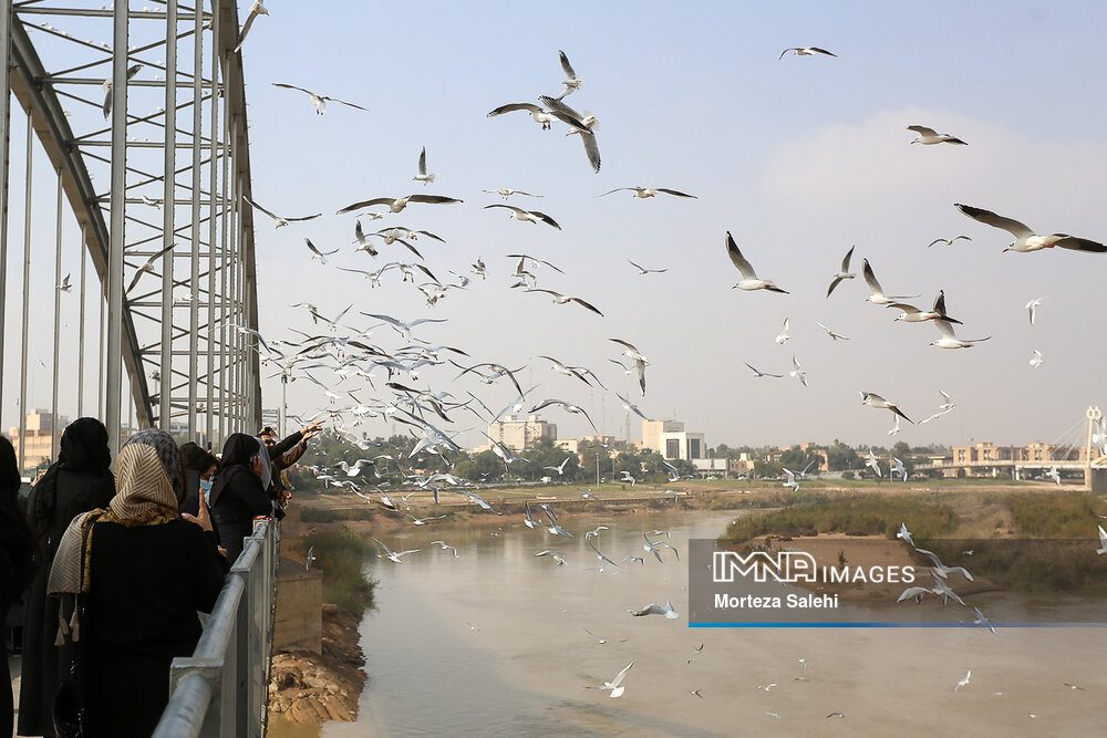 ۳۵ گونه پرنده مهاجر در ایران در فهرست گونه‌های در معرض تهدید قرار دارد