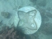 ممکن است به‌تازگی به درون آب افتاده باشد!