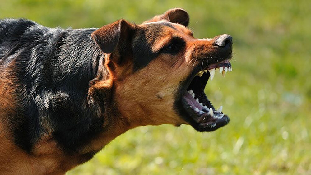 سگ ولگرد جمجمه شهروند دماوندی را سوراخ کرد